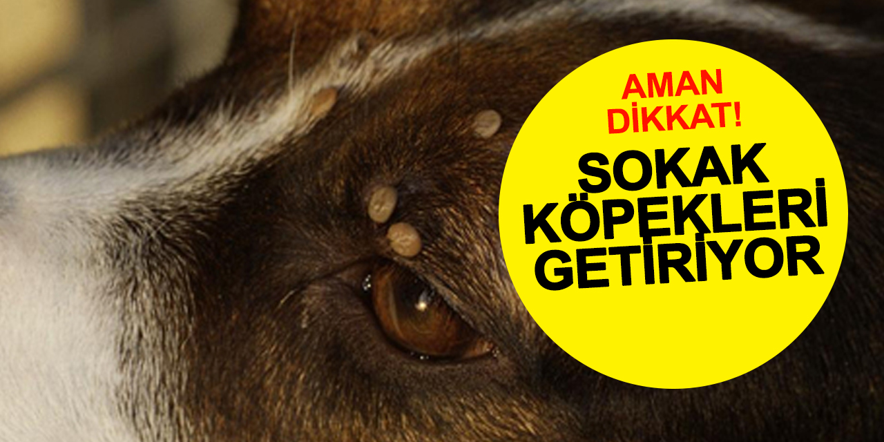 Sokak köpeklerine dikkat! Keneler hastalık yayıyor
