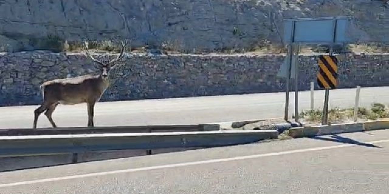 Yolunu şaşıran geyik, refüjde volta atıyor