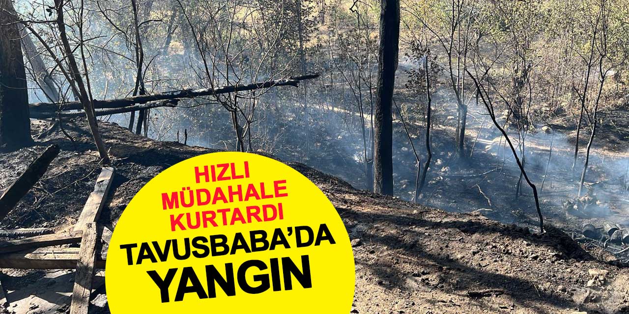 SON DAKİKA: Tavusbaba'da yangın