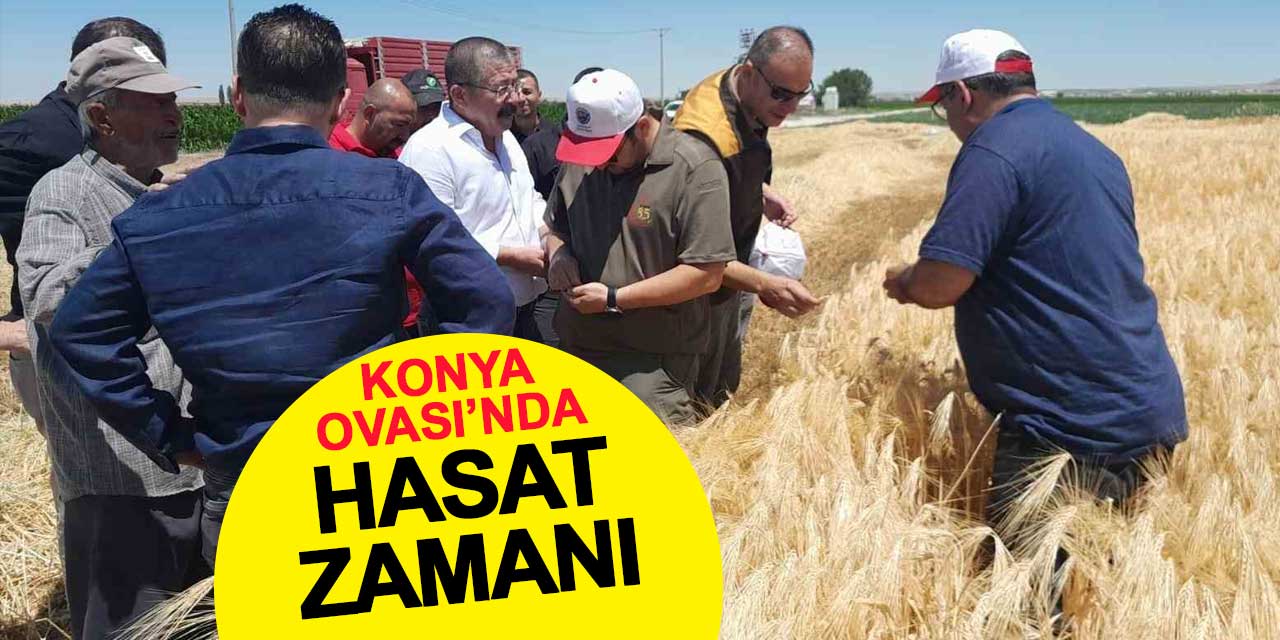 Konya Ovası'nda Hasat Zamanı: Sulanan Bölgeler Yüz Güldürdü