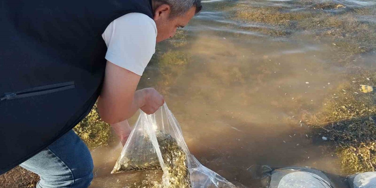 Beyşehir’in göletlerine yavru sazan takviyesi