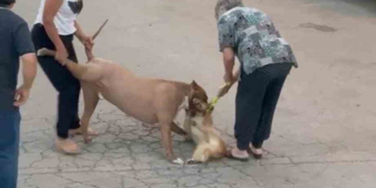 Ağızlıksız dolaştırılan pitbull, sahibine saldırdı