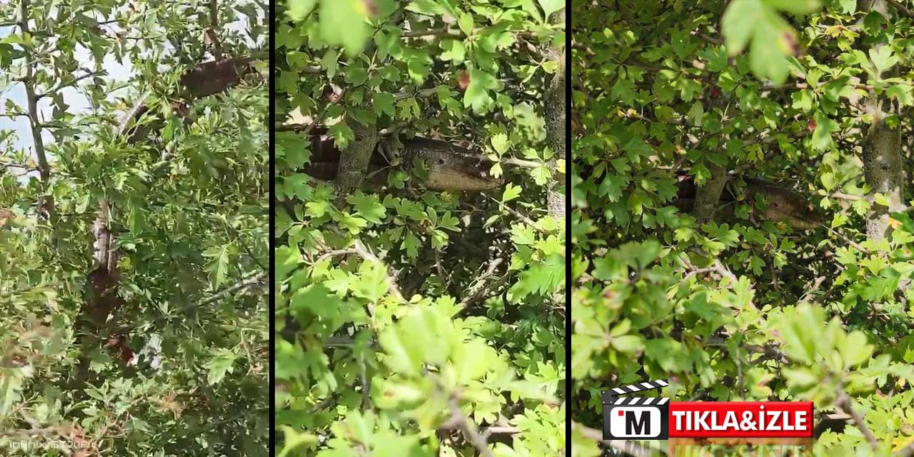 Hatay’da Kör Yılan Paniği! 1,5 Metrelik Kertenkele Kamerada