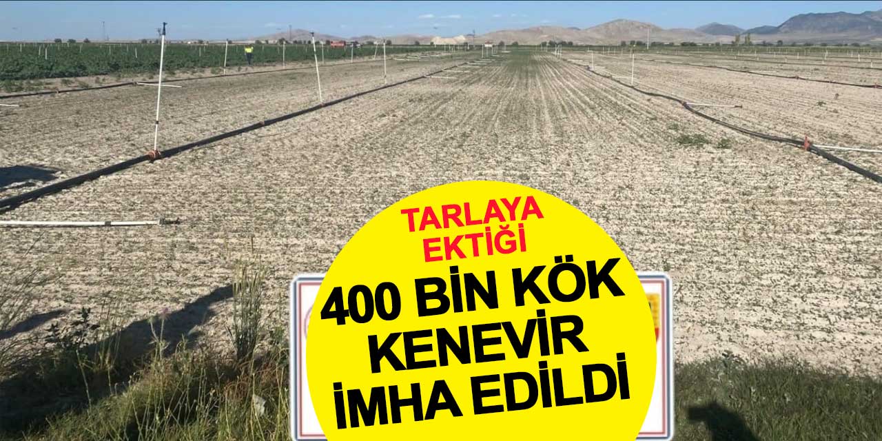 Mısır tarlasına ektiği 400 bin kök kenevir imha edildi