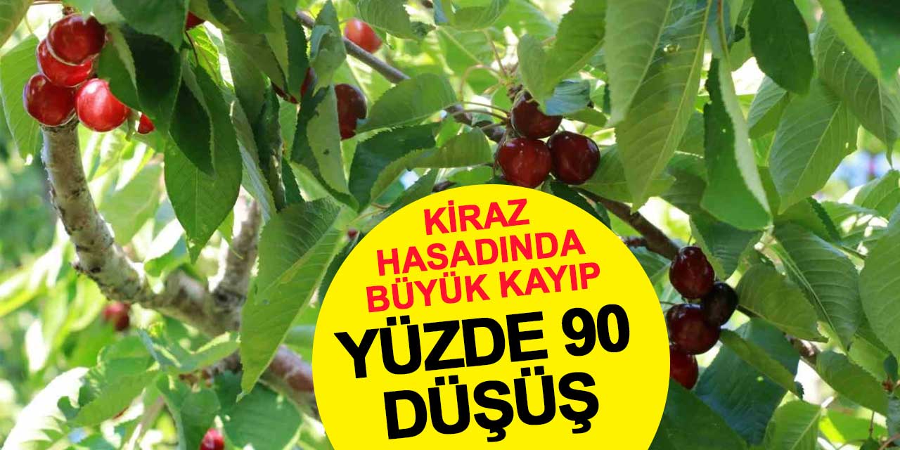 Konya’da Kiraz Hasadında Büyük Kayıp: Rekolte Yüzde 90 Azaldı