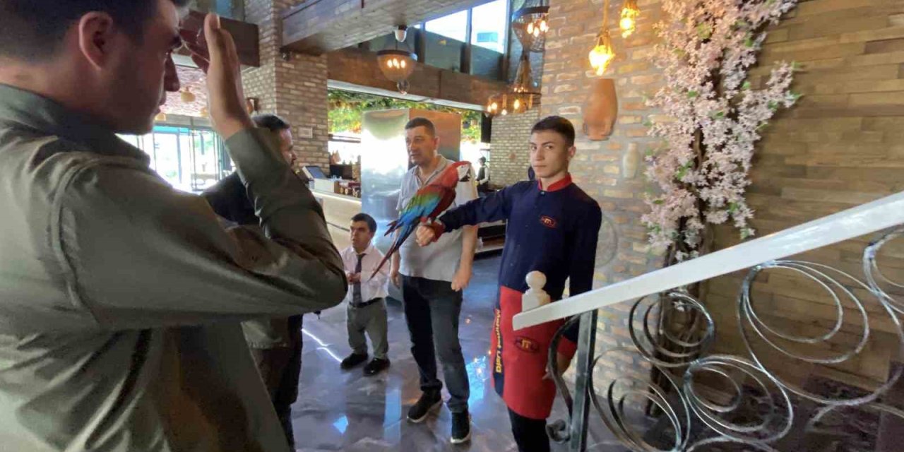 Restorana papağan operasyonu
