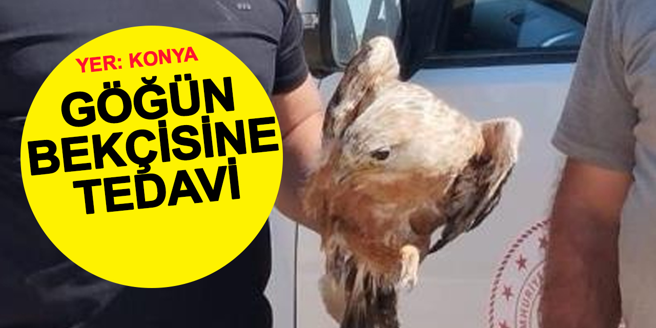 Çobanın Bulduğu Yaralı Şahine Devlet Eli