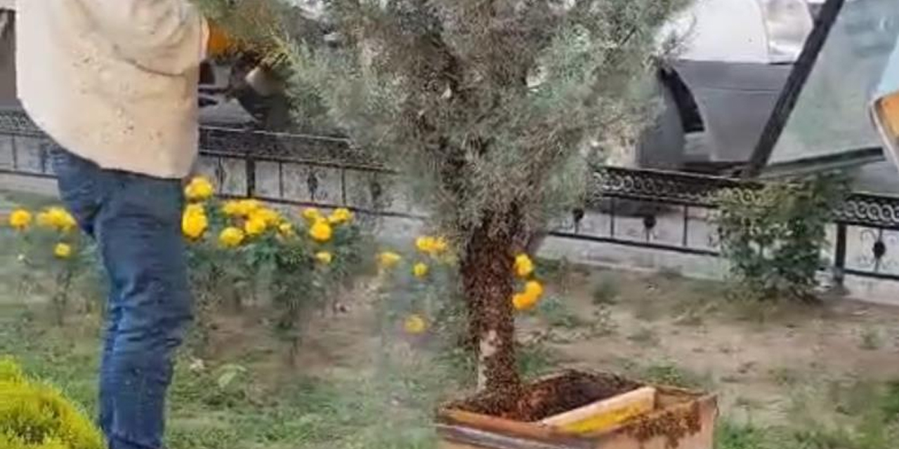 Kraliçe arı şehir merkezini karıştırdı!