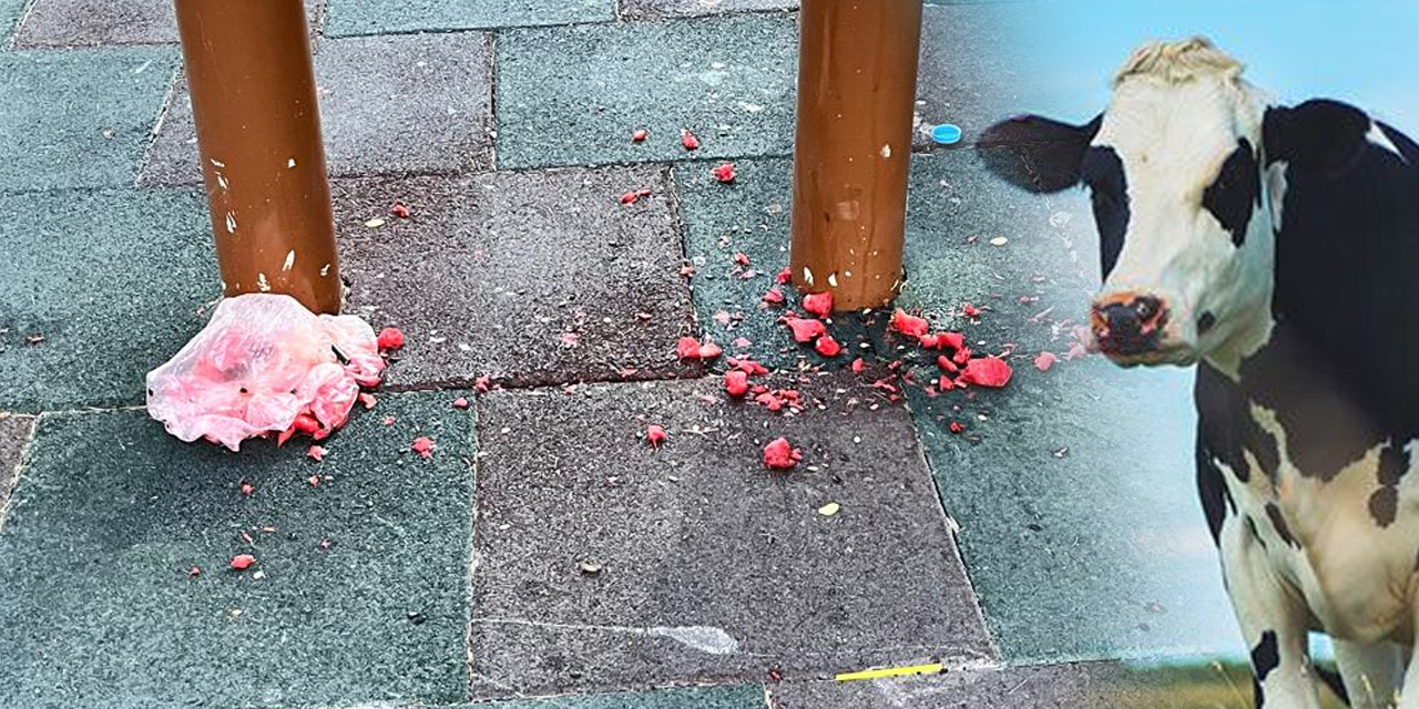 Ankara'da 'sokak ineği' sorunsalı