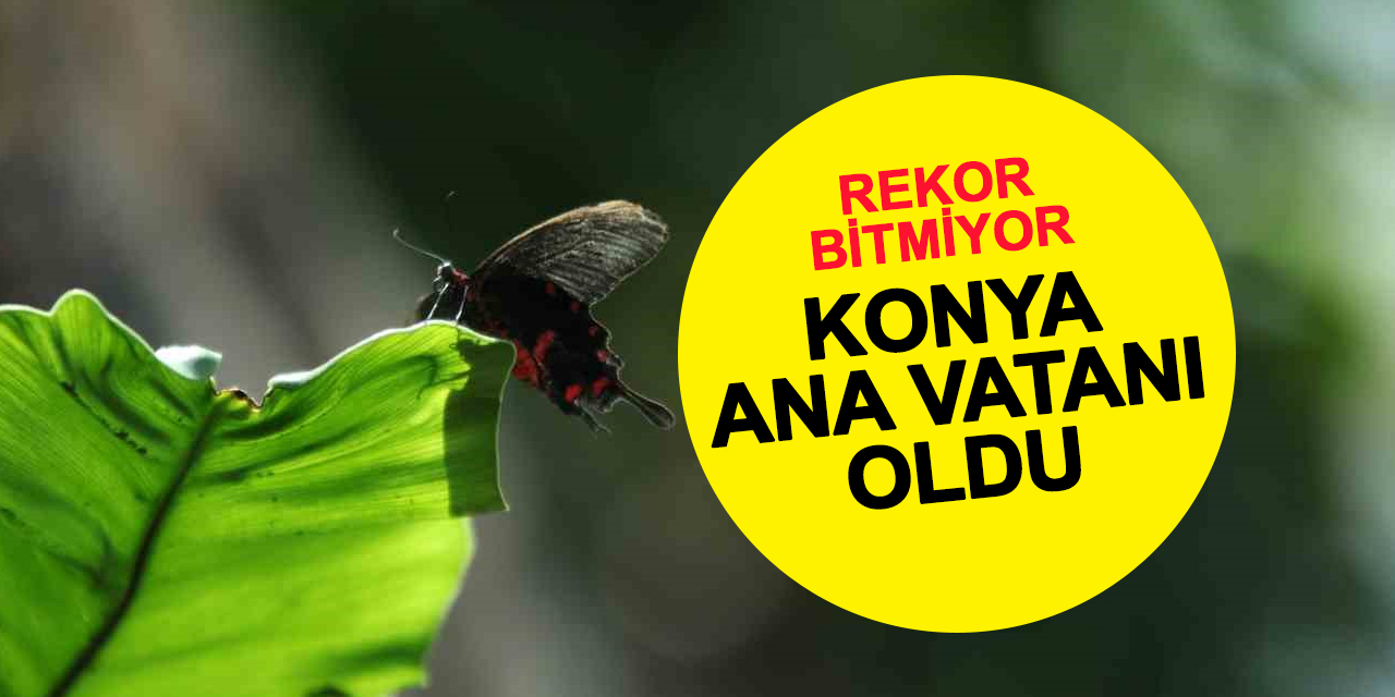Konya kelebeğin ana vatanı oldu