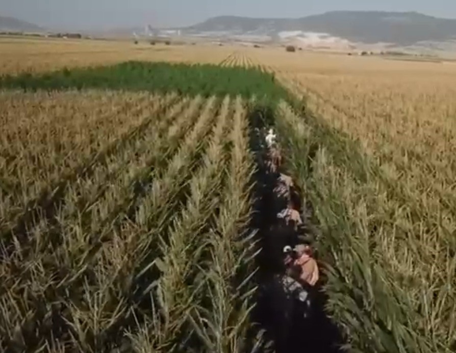 Narcos Dizi Sahnesi Gibi