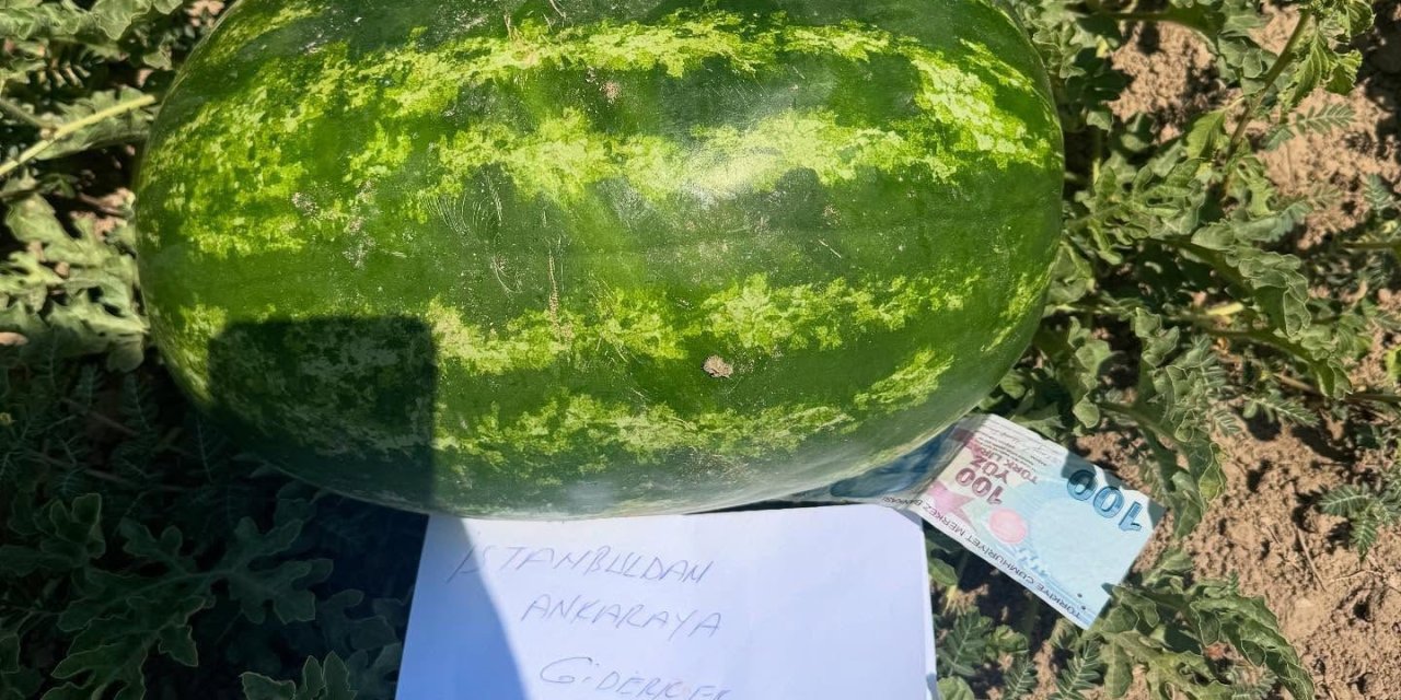 "Karpuzunuzu aldık, helal edin"