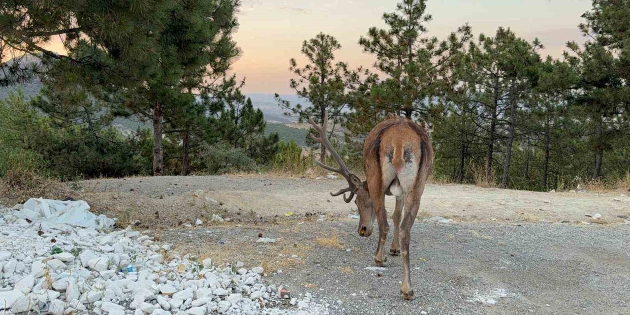 Doğal yaşam alanını bıraktı, karayolu kenarında yaşamaya başladı