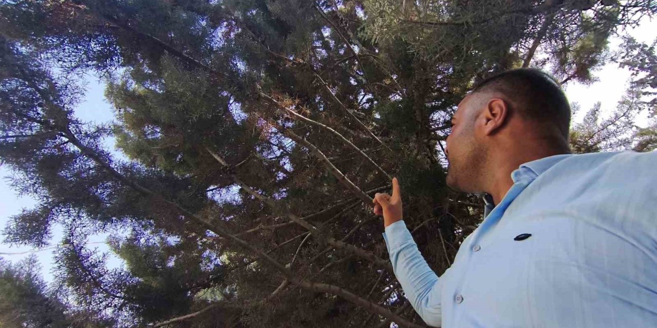 Fareyi yutmaya çalışan yılanla göz göze geldi