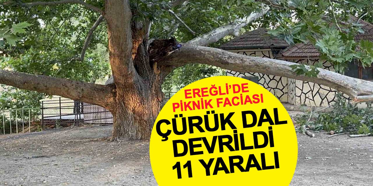 Çınar ağacının dalı piknik yapanların üzerine devrildi: 11 yaralı