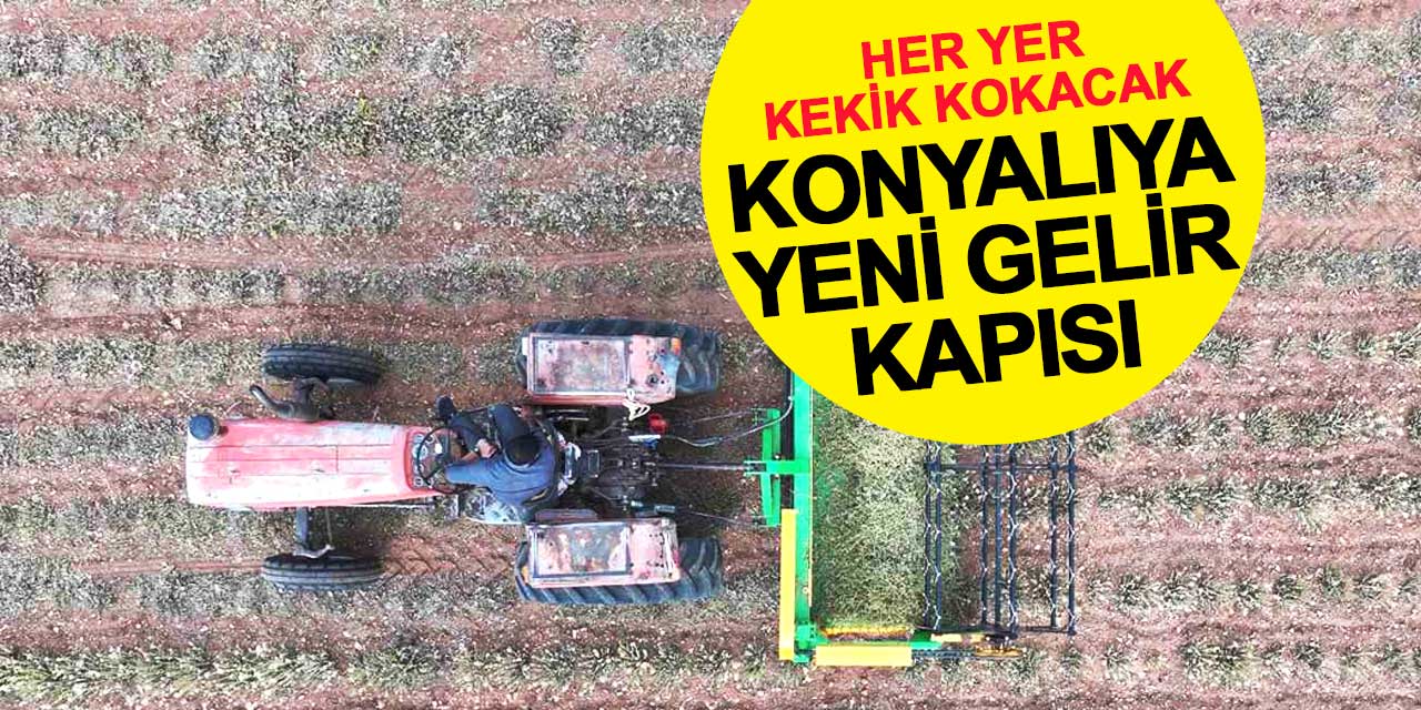 Konyalıya yeni gelir kapısı: Her yer kekik kokacak
