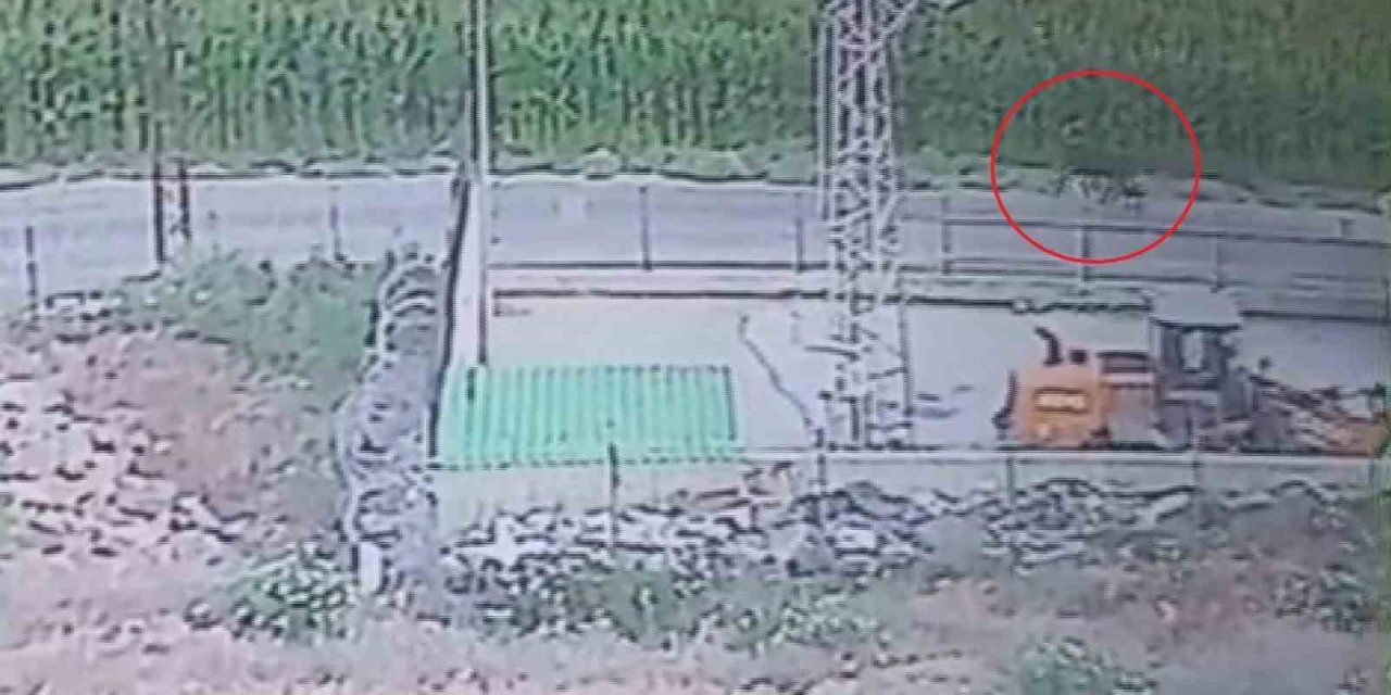 Firar eden angusların sahibi uyardı: Gören kaçsın