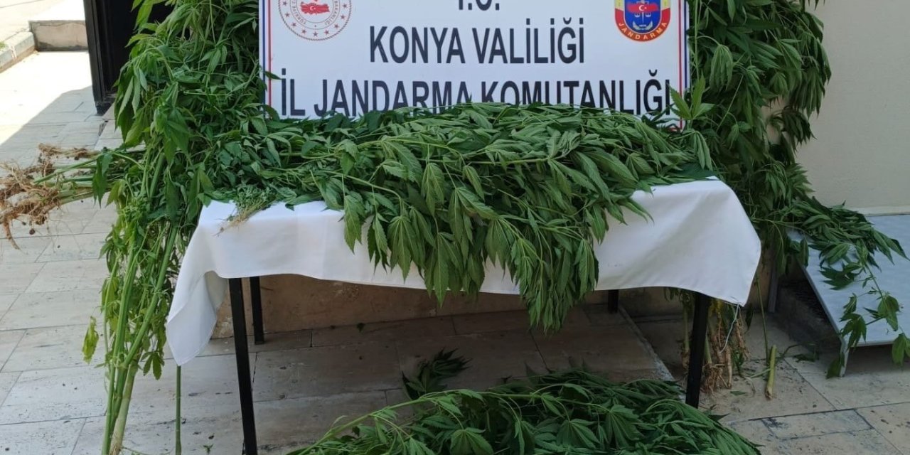 Konya’da Uyuşturucu Operasyonları: Kenevir Tarlası, Kubar Esrar ve Sentetik Hap Ele Geçirildi