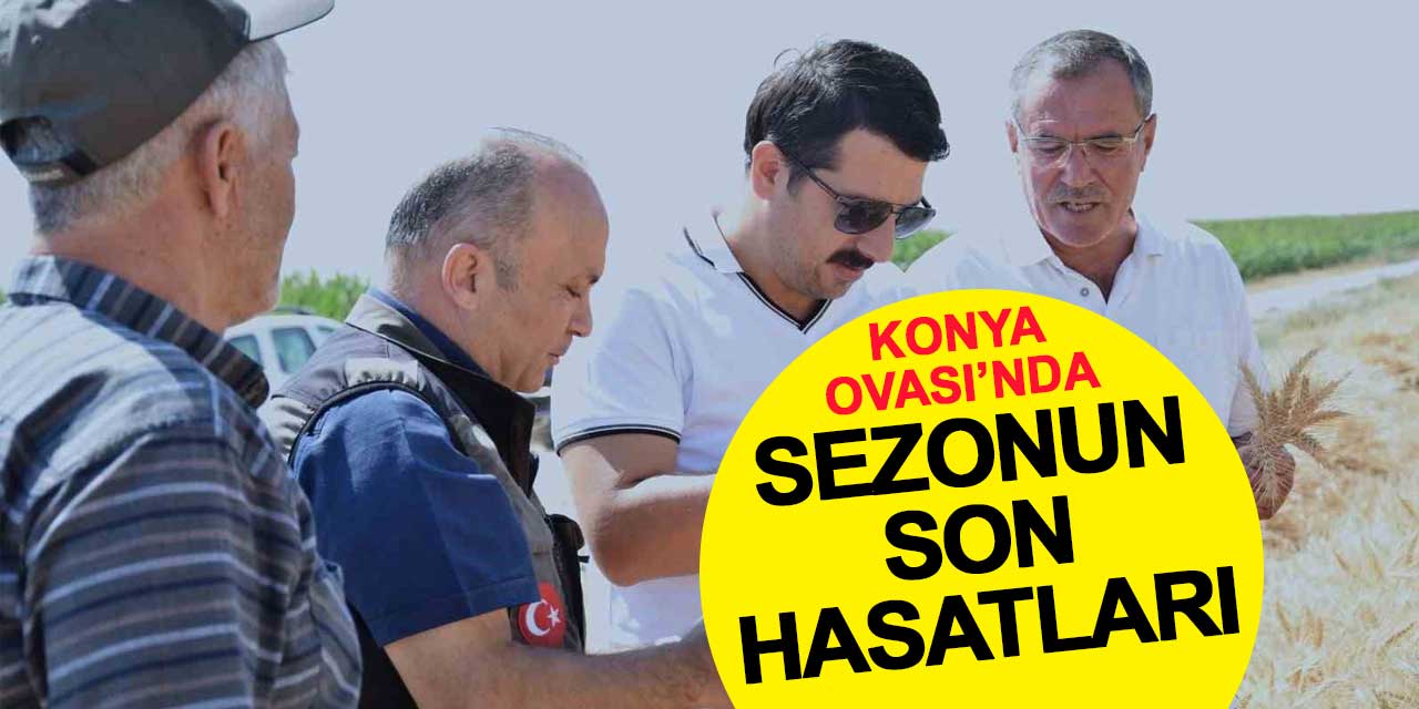 Konya Ovası'nda sezonun son hasatları yapılıyor