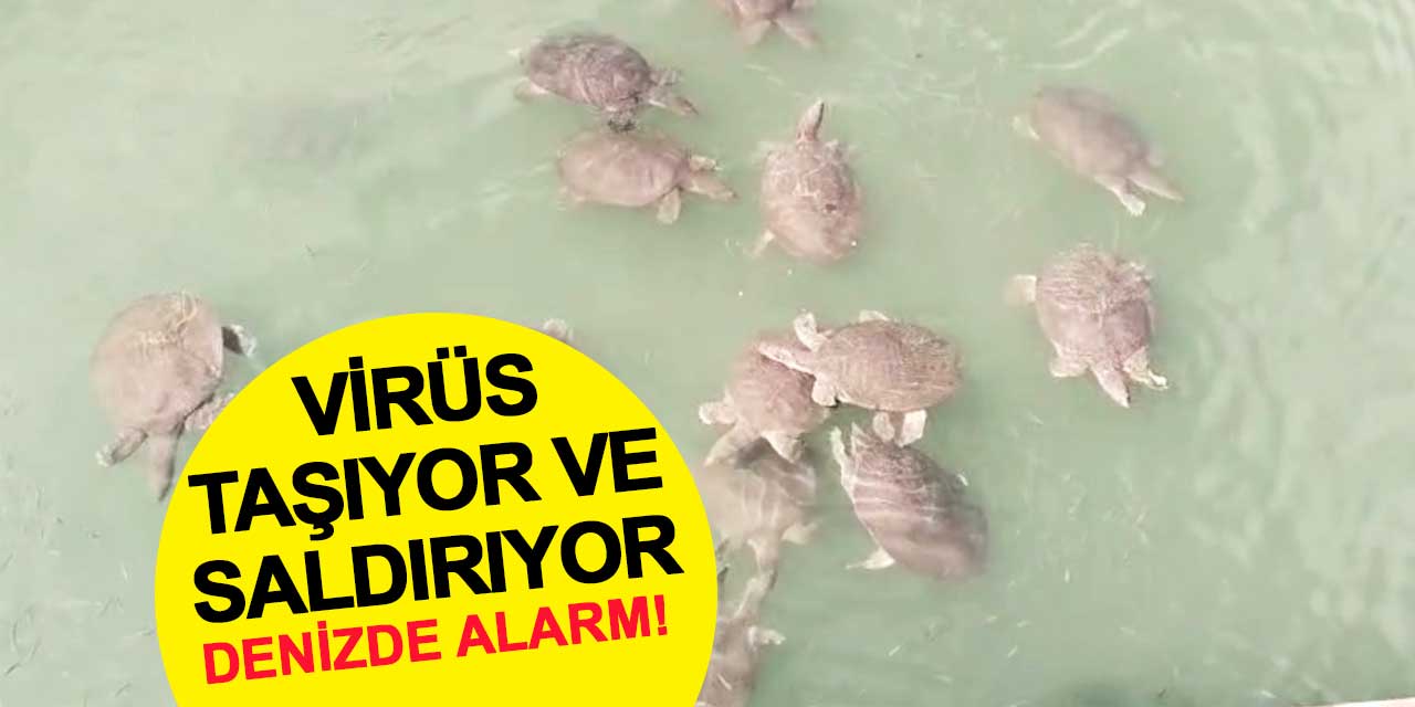 Antalya'da denizde alarm: Hem saldırıyor hem virüs taşıyor