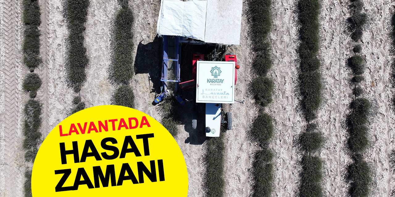 Hasat Başladı, Lavantalar Ekonomiye Kazandırılıyor