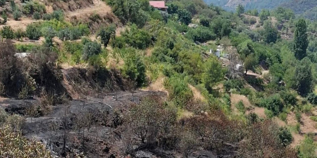 Gazipaşa’daki orman yangını tarımı da vurdu: 100 dekar meyve bahçesi zarar gördü