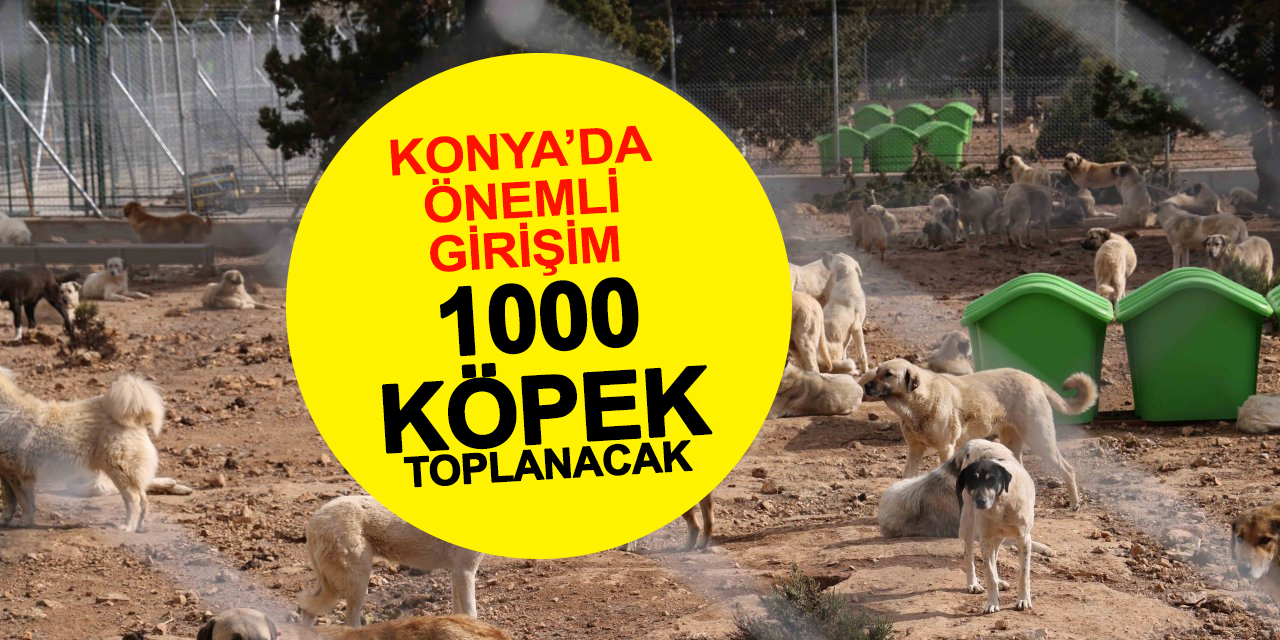 Meram Belediyesi 3 Ayda 1000 Köpek Toplayacak