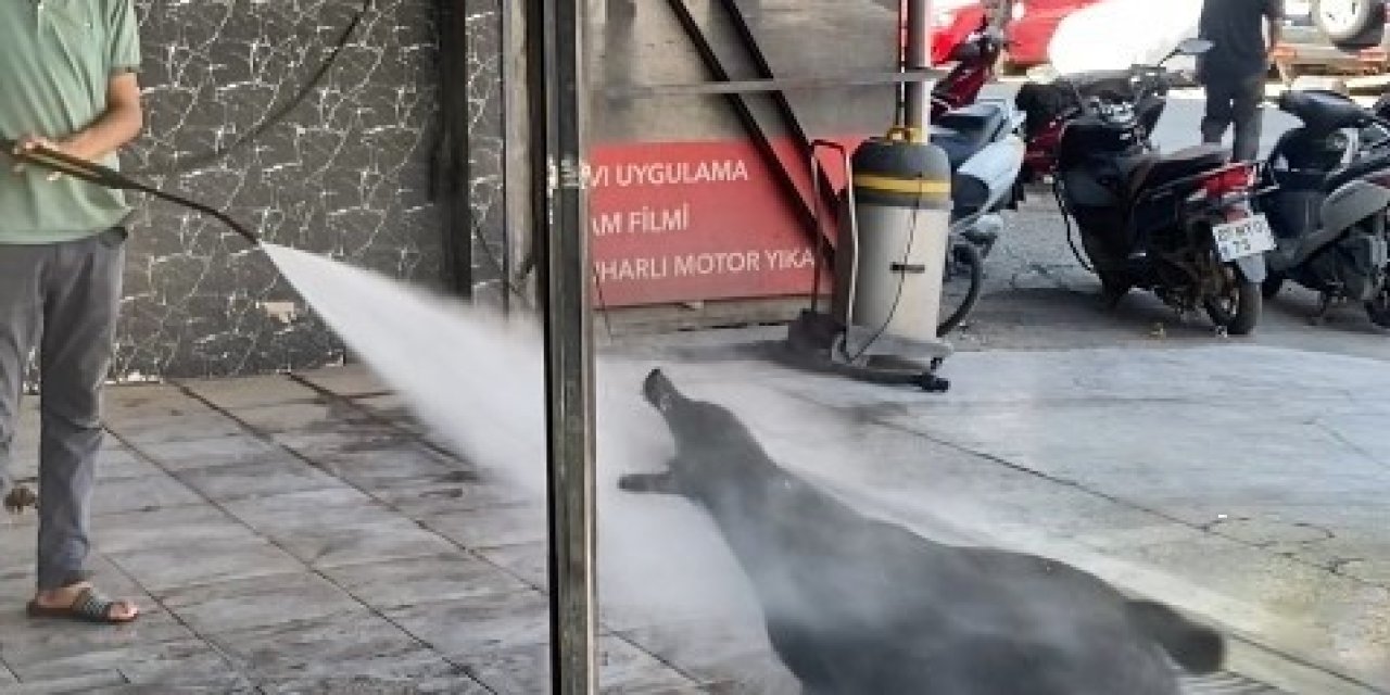 Sıcaktan bunalan köpek çareyi oto yıkamacıda buldu