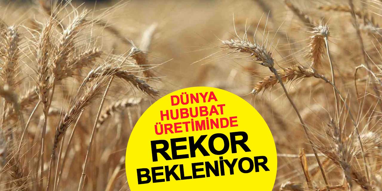 Dünya hububat üretiminde rekor bekleniyor