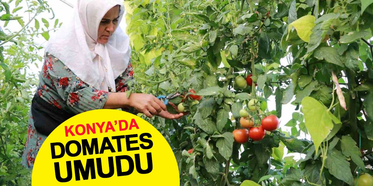 Hadim’de Domates Umudu: Don ve Kuraklığa Karşı Seralarda Yüzler Gülüyor