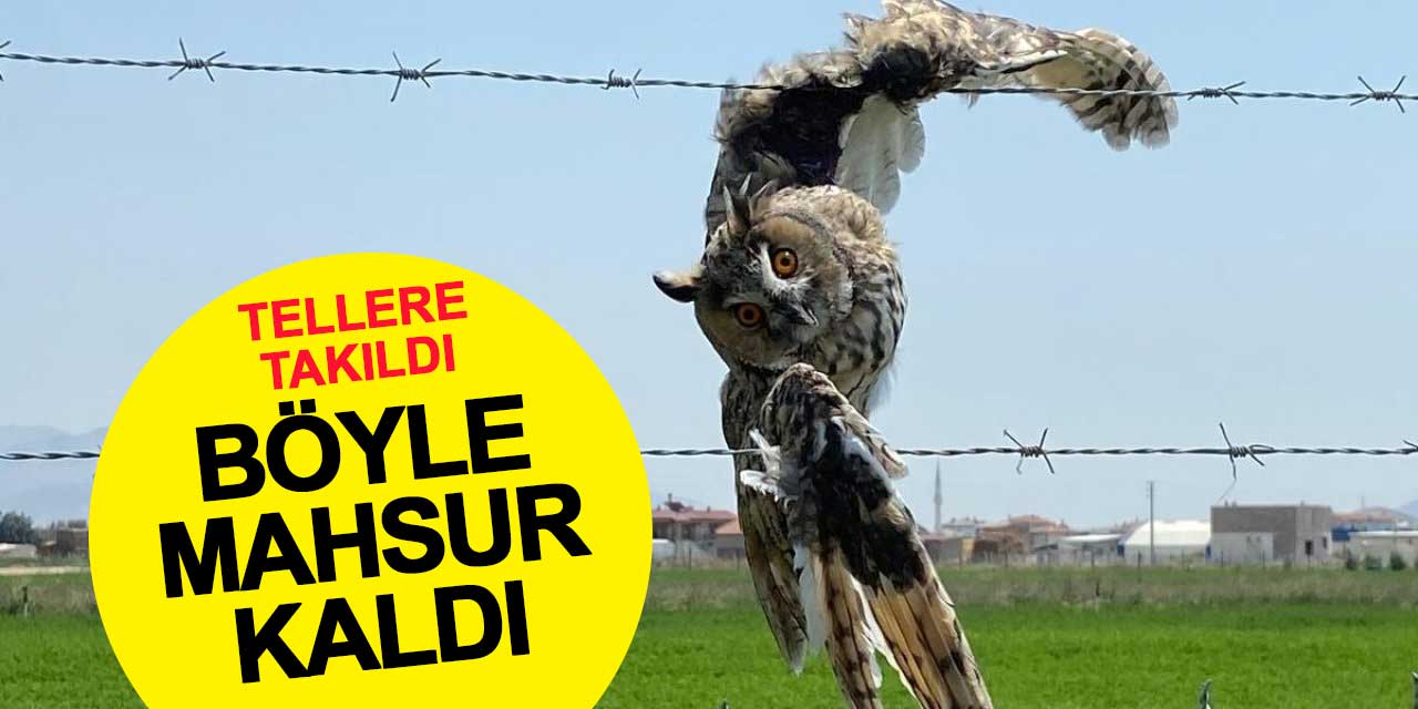 Tellere takılan baykuş kurtarıldı