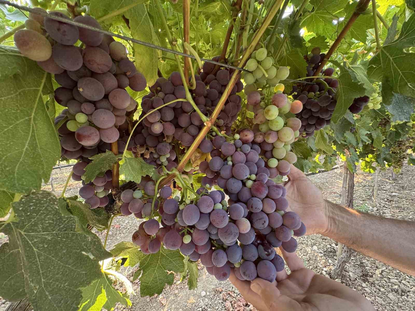 Narenciye olmadı üzüm kazandıracak