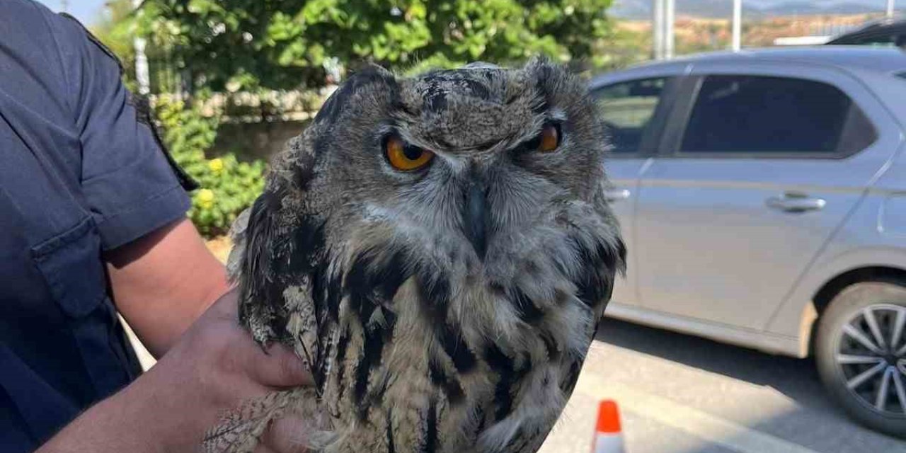 Yaralı bulunan baykuş koruma altına alındı