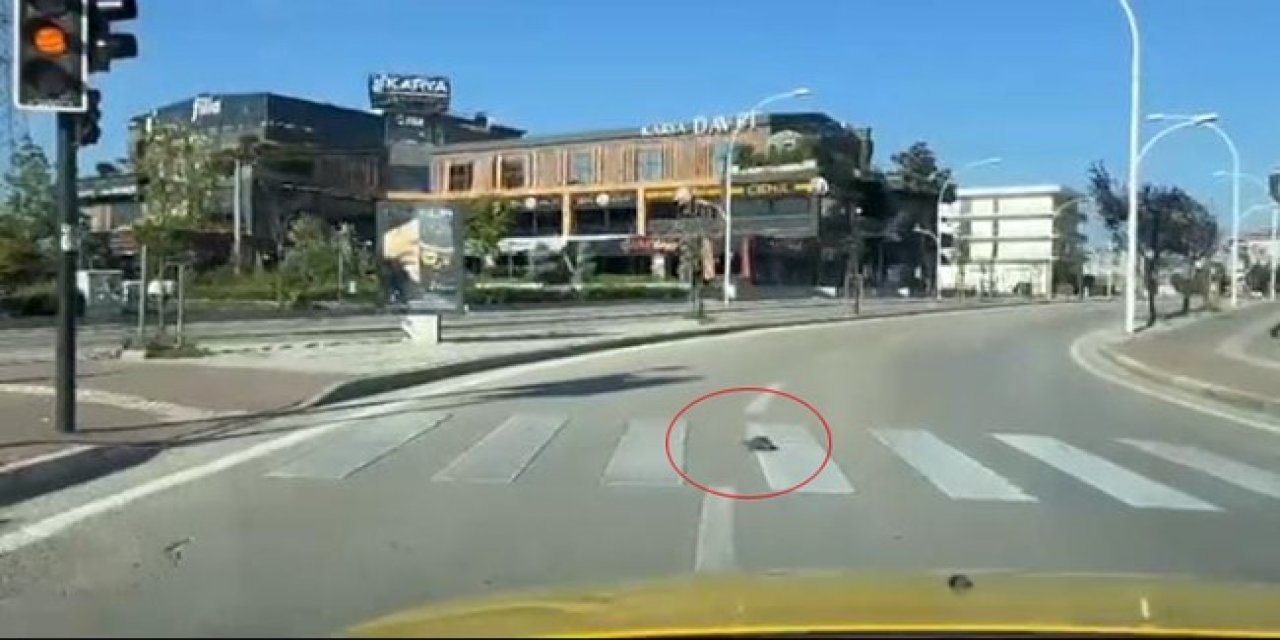 Kaplumbağa yaptığı hareketle vatandaşa örnek oldu