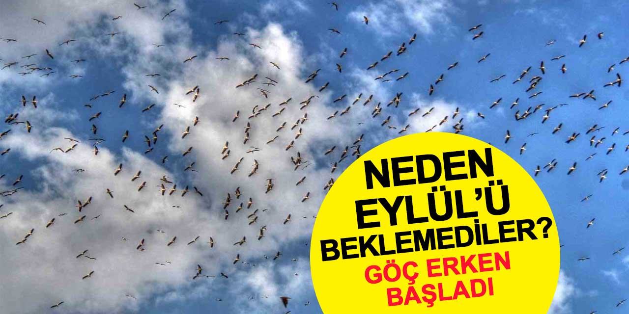 Leylekler neden Eylül ayını beklemedi? Beyşehir'de erken göç
