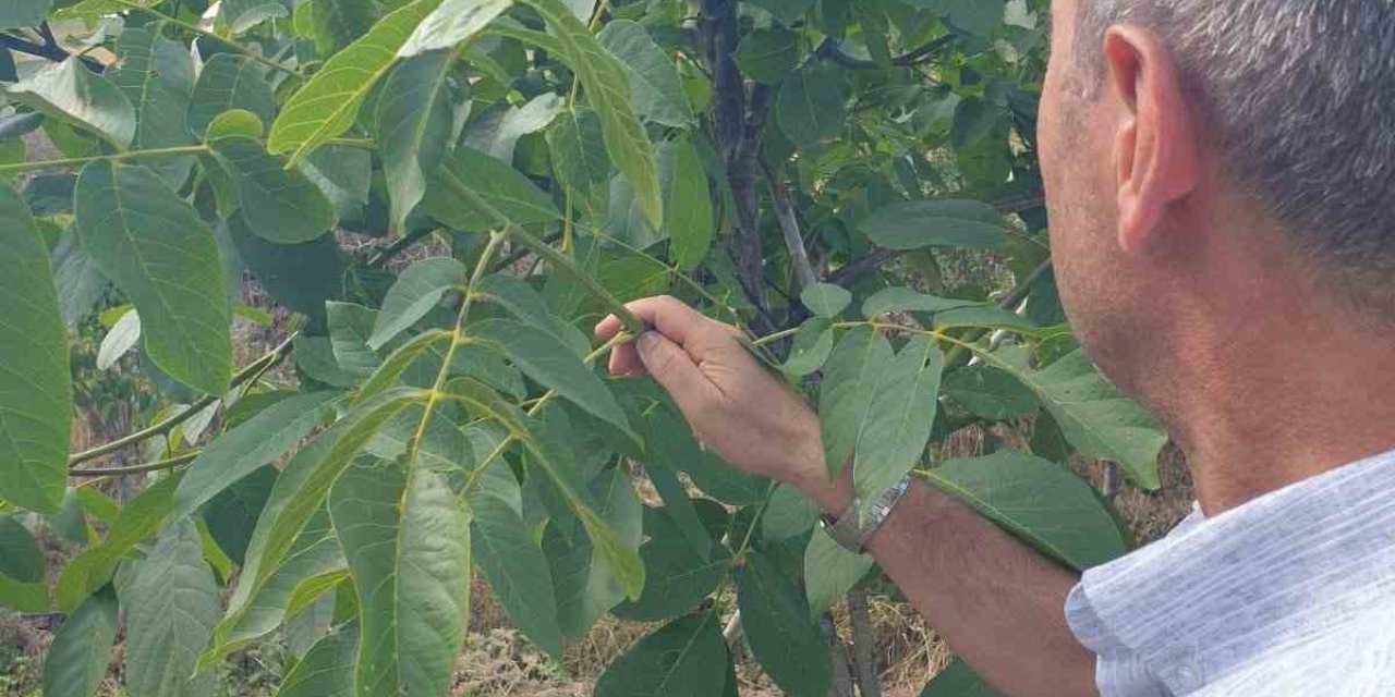 Cevizdeki verimsizliğin sebebi yanlış seçim çıktı