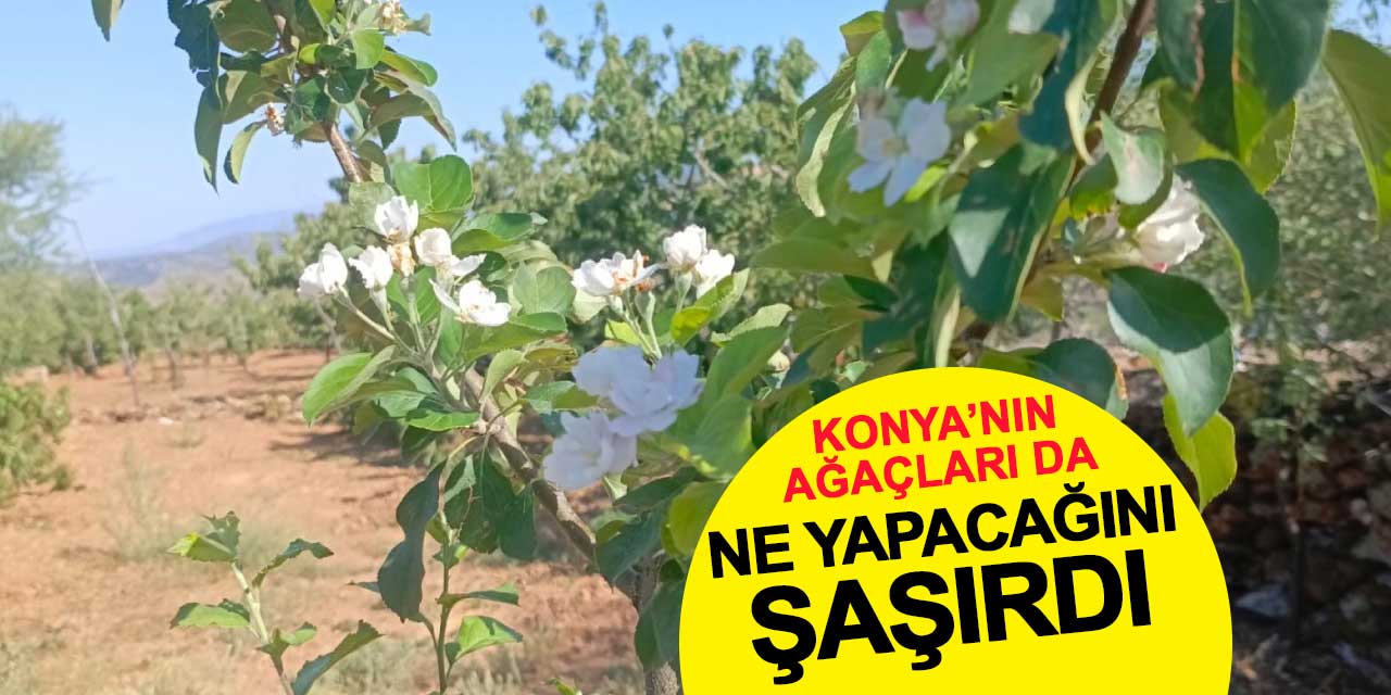 Konya'nın ağaçları da ne yapacağını şaşırdı