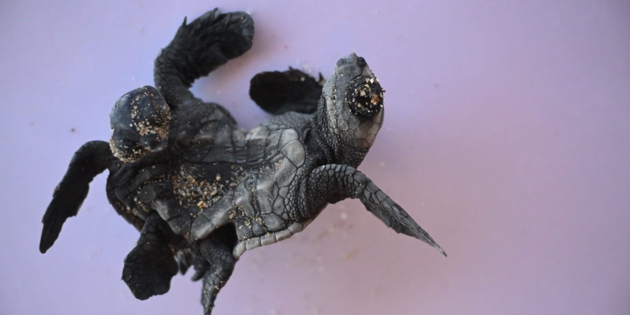 Nadir rastlanan olay: Canlı siyam ikizi Caretta caretta bulundu