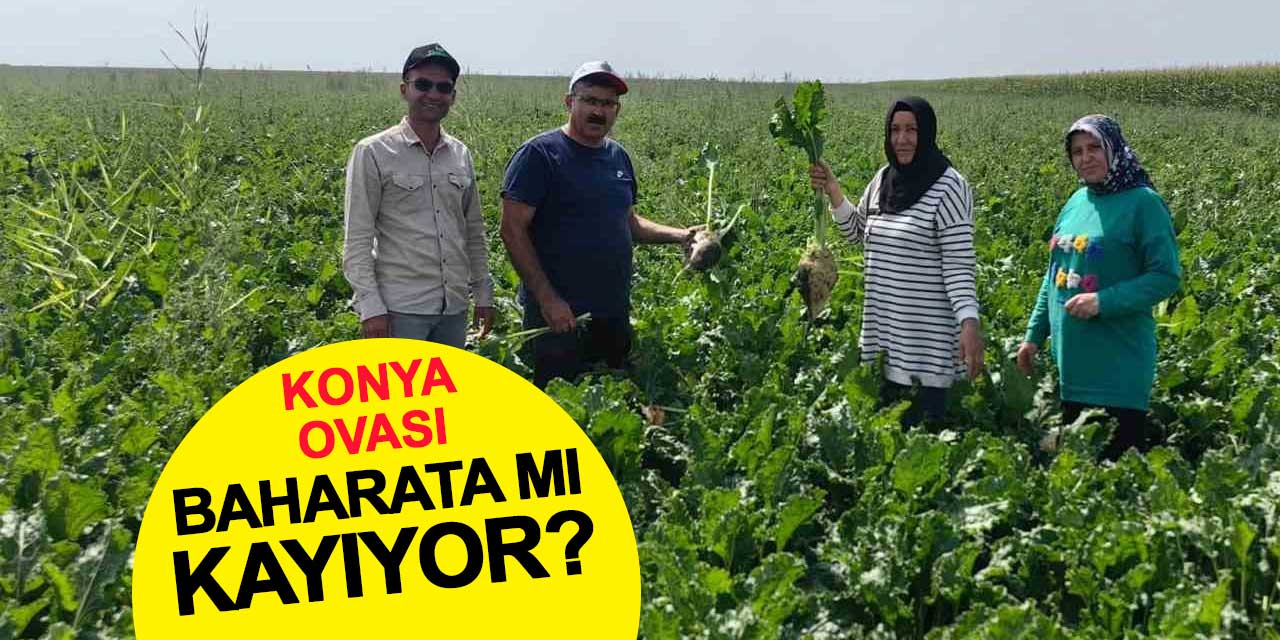Karapınar Ovası’nda baharlık ürünlerin gelişimi incelendi