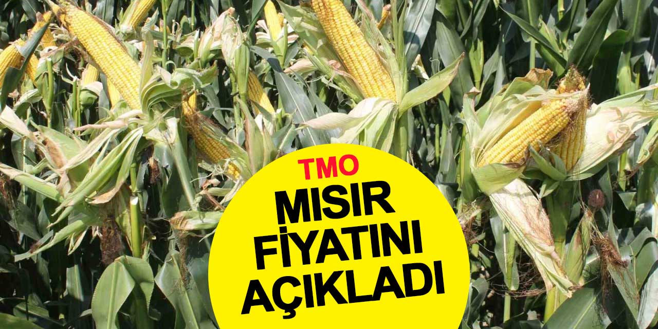 2025 Mısır Alım Fiyatı Açıklandı