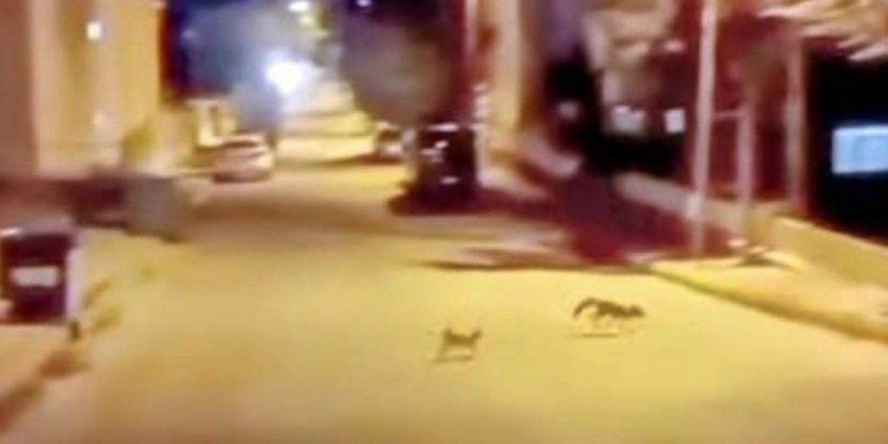 Sokak kedisi tilkiyi kaçırttı
