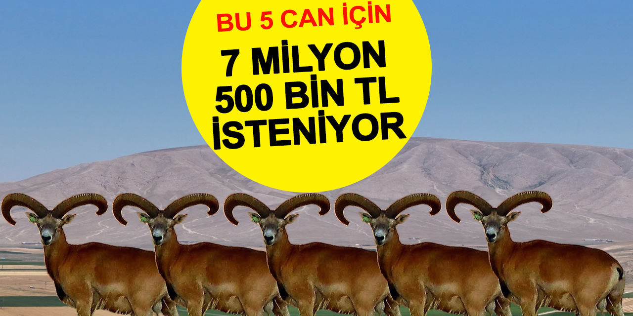 5 Tane Canın Bedeli 7.500.000 TL