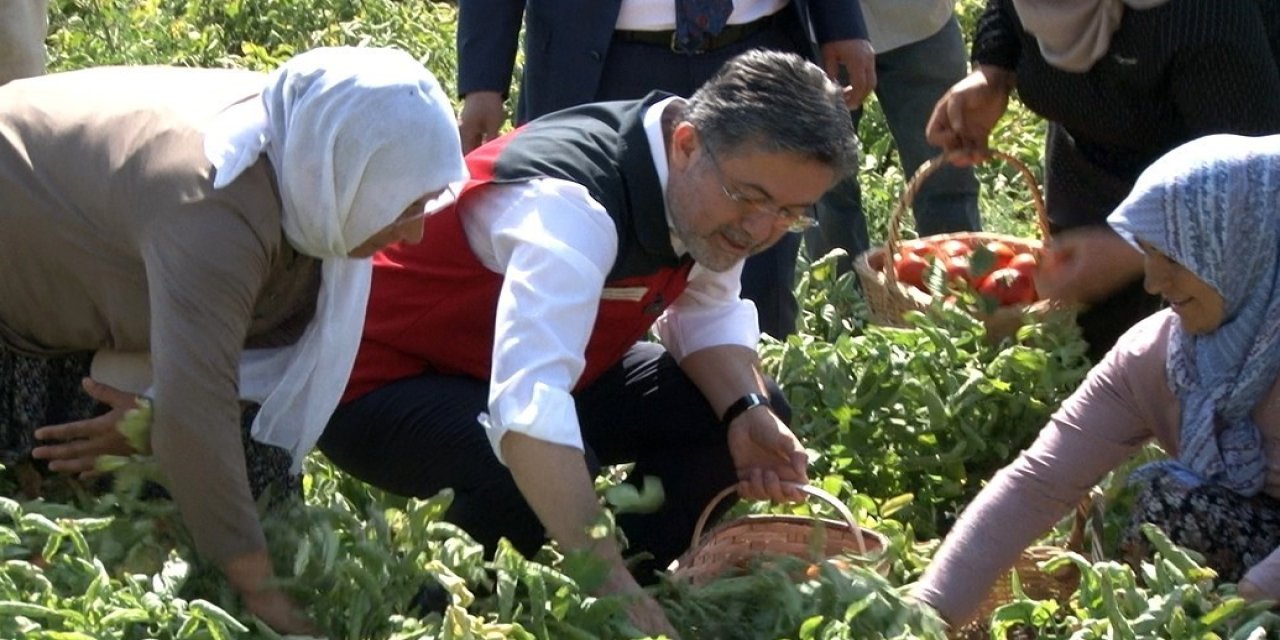 Türkiye, domates üretiminde dünyada 3’üncü sırada