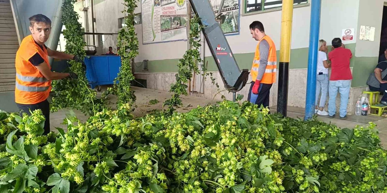 Fiyatı 90 bin TL'yi aştı: Yeşil altında hasat başladı