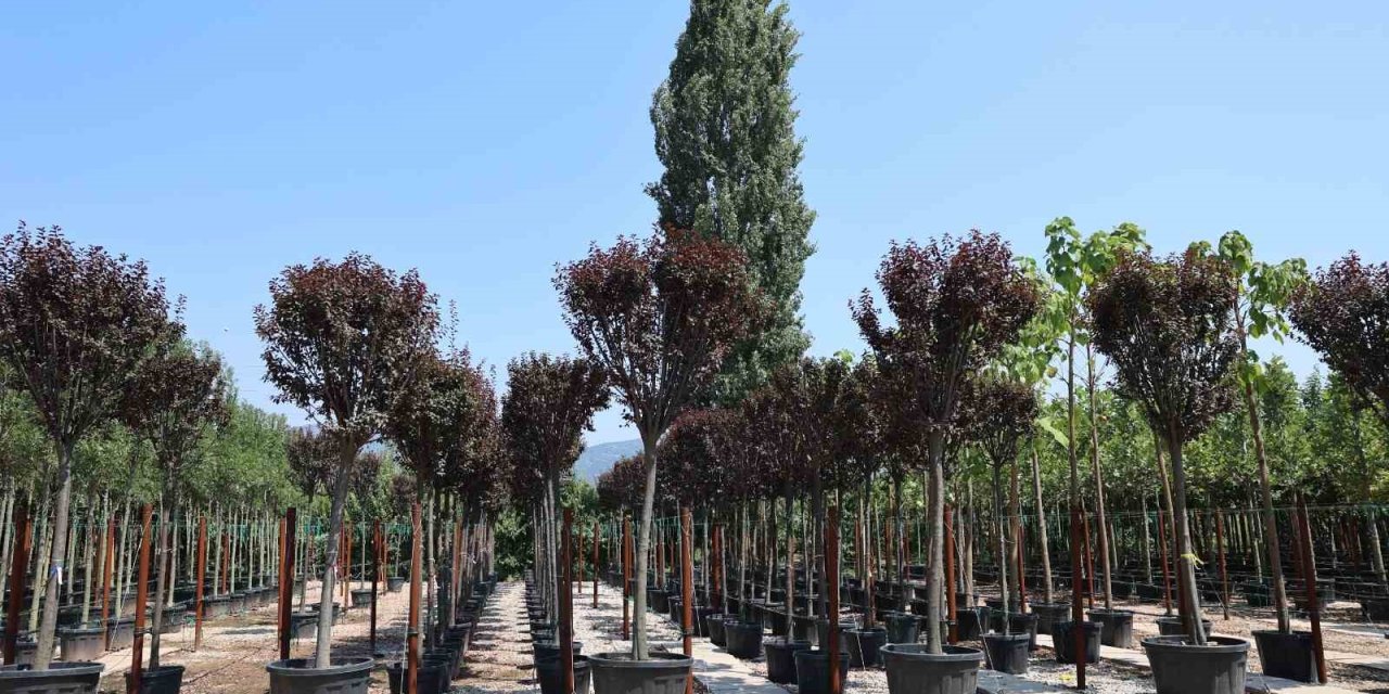 Kestel, PSB Anatolia Fuarı’nda tarımsal gücünü sergileyecek