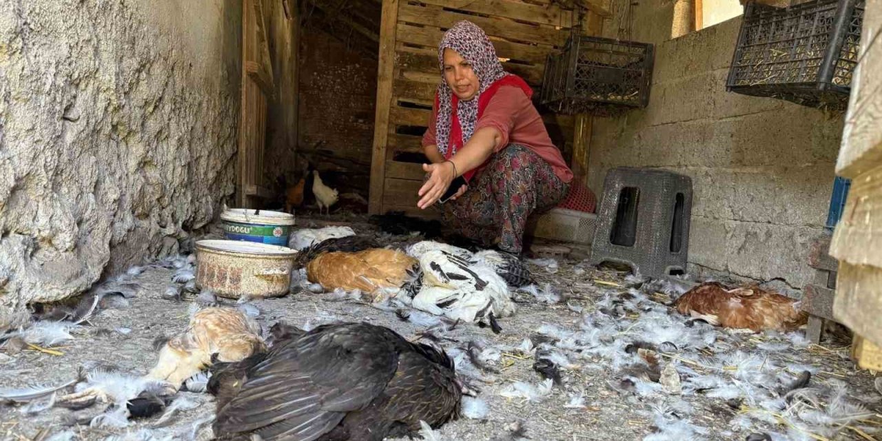 Sahipsiz köpekler 22 yıllık emeği bir gecede yok etti