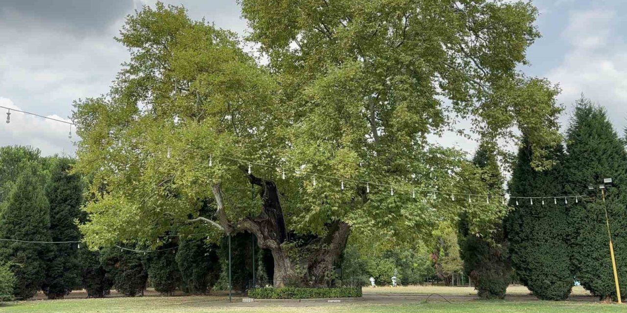 930 Yıllık Çınar Ağacı Bölgenin Yaşayan Hafızası Oldu