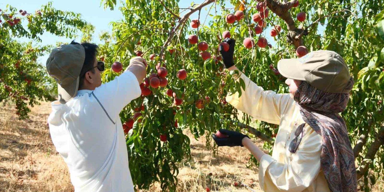120 çeşit şeftali denemesi: Bursa yeniden şeftaliyle anılacak