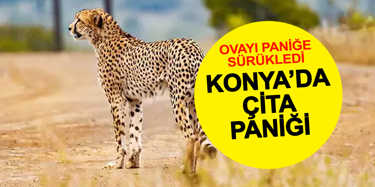 Ağaçtaki Benekli Hayvan Köylüleri Şaşırttı: Çita mı, Vaşak mı?