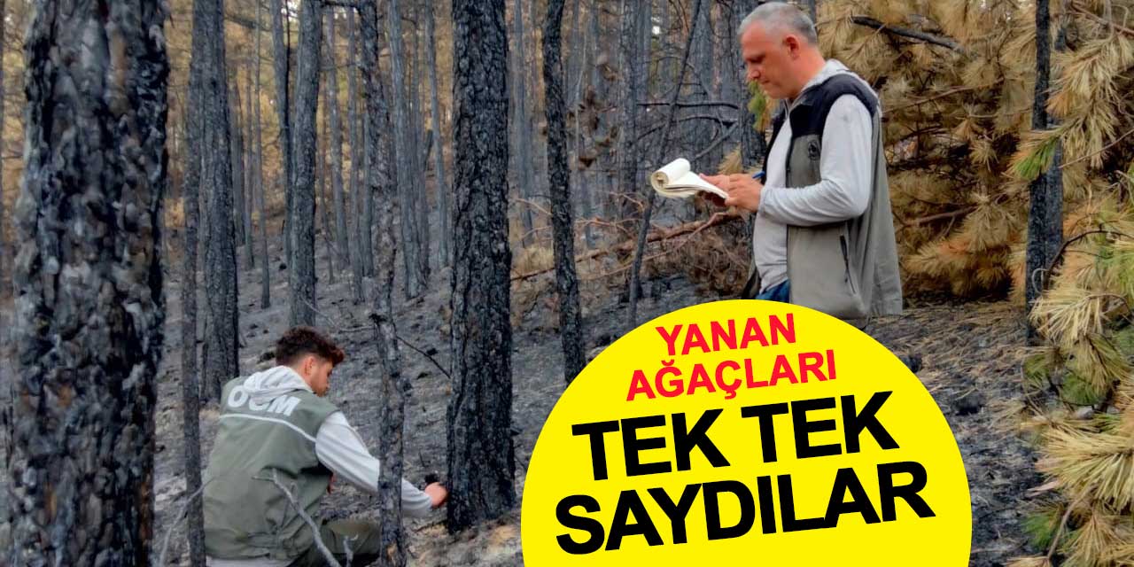 Yanan ağaçları tek tek saydılar
